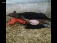 German shepherd fucking the chap